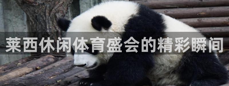 新球网直播：莱西休闲体育盛会的精彩瞬间